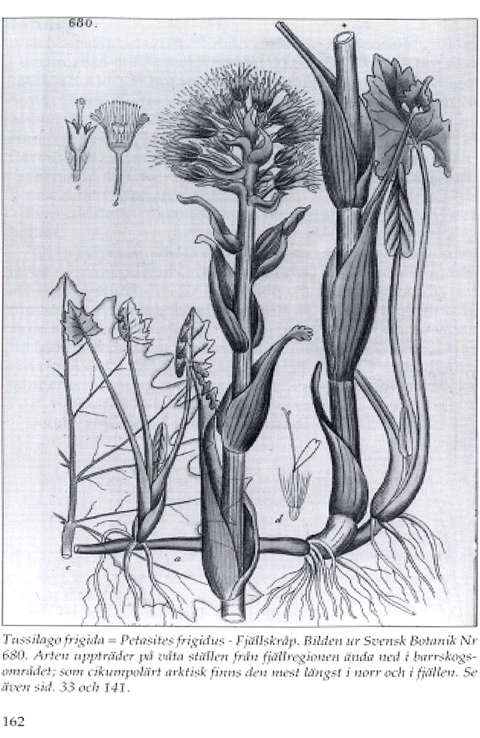 Loca parallela plantarum